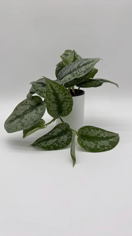 Silver Pothos Live Plant - Scindapsus Exotica - 4 Inch Pot - Indoor Silver Pothos Live Plant - Scindapsus Exotica - 4 Inch Pot - Indoor - Image 3
