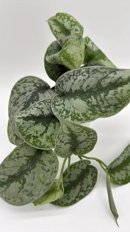 Silver Pothos Live Plant - Scindapsus Exotica - 4 Inch Pot - Indoor - Image 1