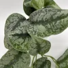 Silver Pothos Live Plant – Scindapsus Pictus – 4 inch Pot – Indoor - Image 1