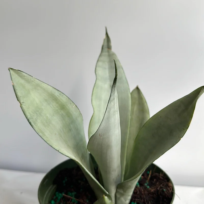Silver Snake Plant Moonshine - Sansevieria - Live Plant - 4 inch Pot - Indoor Silver Snake Plant Moonshine - Sansevieria - Live Plant - 4 inch Pot - Indoor - Image 2