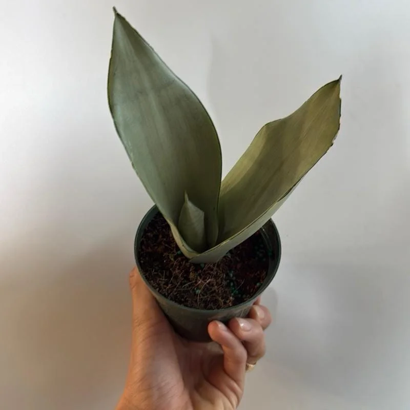 Silver Snake Plant Moonshine - Sansevieria - Live Plant - 4 inch Pot - Indoor Silver Snake Plant Moonshine - Sansevieria - Live Plant - 4 inch Pot - Indoor - Image 3