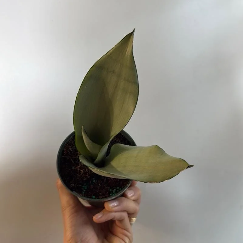 Silver Snake Plant Moonshine - Sansevieria - Live Plant - 4 inch Pot - Indoor Silver Snake Plant Moonshine - Sansevieria - Live Plant - 4 inch Pot - Indoor - Image 4