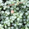 Silver Sprinkles Pilea Live Plant - Pilea Glauca Indoor Houseplant Silver Sprinkles Pilea Live Plant - Pilea Glauca Indoor Houseplant - Image 1