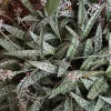 Silver Squill Succulent Ledebouria Socialis - 5 Live Plant Bulbs for Indoor - Image 1