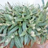 Silver Squill Succulent Live Plant - Ledebouria socialis Variegated - 1 Plant - Image 1