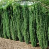 Sky Pencil Holly Live Plant – 6-12" Tall Evergreen Shrub – Quart Pot – Outdoor - Image 1