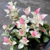Snow'N'Summer Variegated Jasmine Live Plant - 4" Container, Pink & Green Spreading Groundcover Snow'N'Summer Variegated Jasmine Live Plant - 4" Container, Pink & Green Spreading Groundcover - Image 1