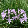 Society Garlic Live Plant – 1 Gallon Pot – Edible Perennial – Outdoor Society Garlic Live Plant – 1 Gallon Pot – Edible Perennial – Outdoor - Image 1
