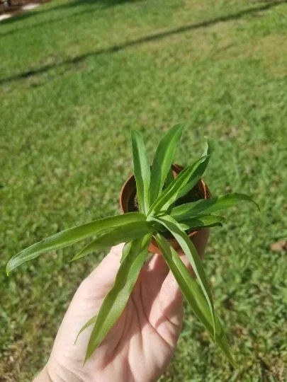 Solid Green Spider Plant Live Plant – 2 inch Pot – Air Purifying Houseplant - Image 1