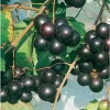 Southern Home Muscadine Grape Vine - Hybrid Fruit Plant - Live Plant - Outdoor - Image 1