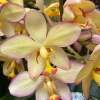 Spathoglottis Mellow Yellow Terrestrial Orchid Live Plant, Easy Care, 3" Pot Spathoglottis Mellow Yellow Terrestrial Orchid Live Plant, Easy Care, 3" Pot - Image 1