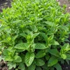 Spearmint Live Herb Plant – Edible Fragrant Leaves, 4" Pot, 4-7" Tall, Perennial - Image 1