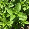 Spearmint Live Plant – Fragrant Edible Herb, 3.5 Inch Pot, Perennial - Image 1