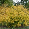 Spicebush Live Plant – Native Shrub for Pollinators Spicebush Live Plant – Native Shrub for Pollinators - Image 1