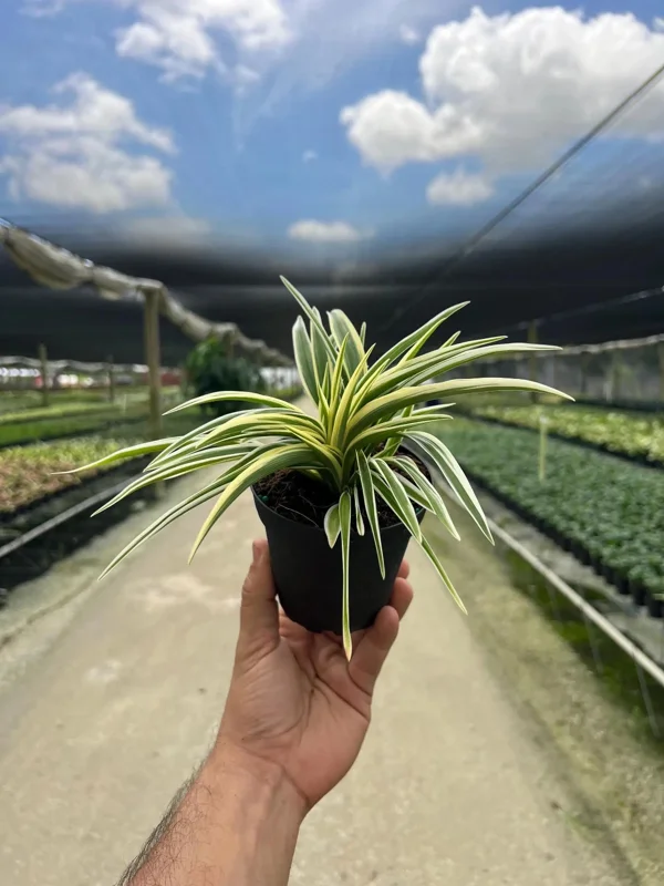 Spider Plant Chlorophytum Comosum Live Houseplant in 4 inch Pot - Indoor - Image 2