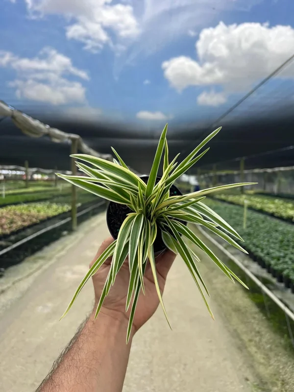 Spider Plant Chlorophytum Comosum Live Houseplant in 4 inch Pot - Indoor Spider Plant Chlorophytum Comosum Live Houseplant in 4 inch Pot - Indoor - Image 3