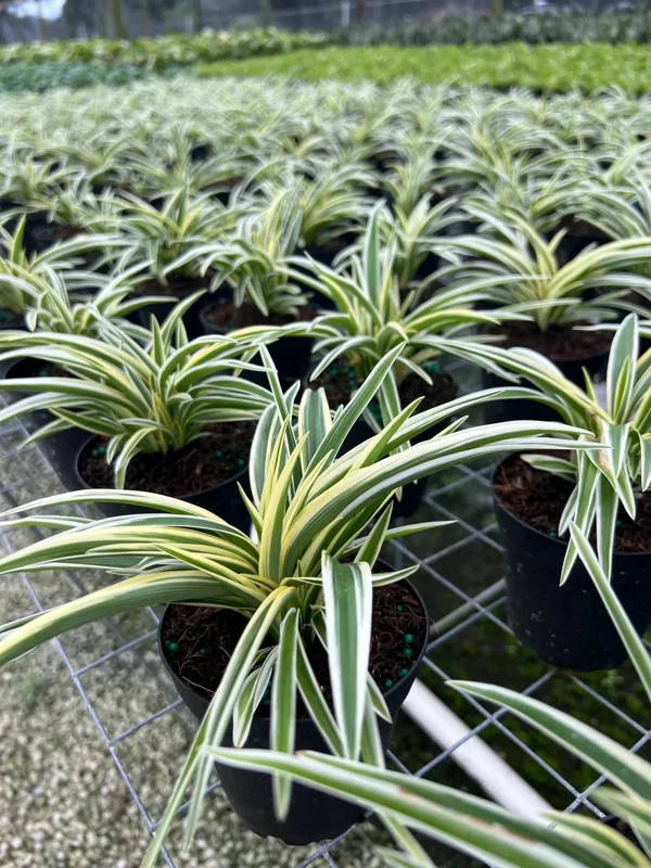 Spider Plant Chlorophytum Comosum Live Houseplant in 4 inch Pot - Indoor Spider Plant Chlorophytum Comosum Live Houseplant in 4 inch Pot - Indoor - Image 4