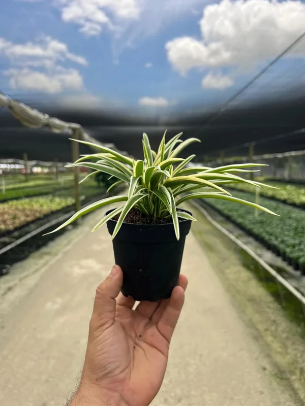 Spider Plant Chlorophytum Comosum Live Houseplant in 4 inch Pot - Indoor - Image 1