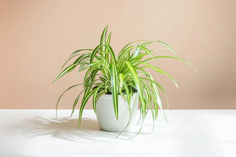 Spider Plant Chlorophytum Comosum Live Houseplant in 4 inch Pot - Indoor Spider Plant Chlorophytum Comosum Live Houseplant in 4 inch Pot - Indoor - Image 5