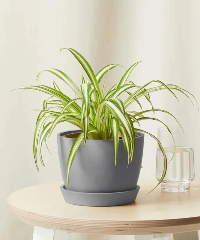 Spider Plant Chlorophytum Comosum Live Houseplant in 4 inch Pot - Indoor Spider Plant Chlorophytum Comosum Live Houseplant in 4 inch Pot - Indoor - Image 6