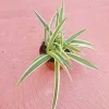 Spider Plant Live Plant – 2 Inch Pot – Easy Care Air Purifying Houseplant Spider Plant Live Plant – 2 Inch Pot – Easy Care Air Purifying Houseplant - Image 1