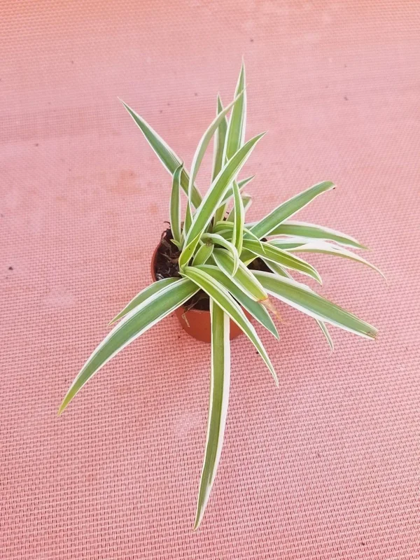 Spider Plant Live Plant – 2 Inch Pot – Easy Care Air Purifying Houseplant - Image 1