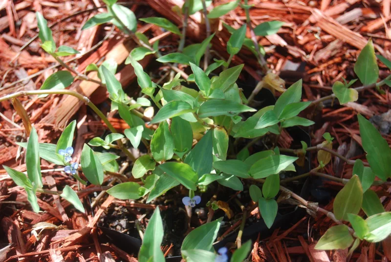 Spiderwort Day Lily Blue Flower - Commelina Wandering Jew Plant - 5x Live Cuttings Spiderwort Day Lily Blue Flower - Commelina Wandering Jew Plant - 5x Live Cuttings - Image 3