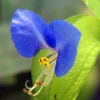 Spiderwort Day Lily Blue Flower - Commelina Wandering Jew Plant - 5x Live Cuttings - Image 1