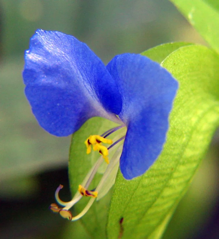 Spiderwort Day Lily Blue Flower - Commelina Wandering Jew Plant - 5x Live Cuttings - Image 1