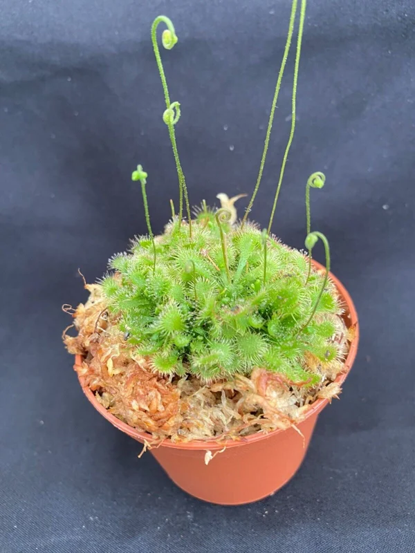 Spoonleaf Sundew Live Carnivorous Plant - Drosera spatulata, 2.5 inch Pot Spoonleaf Sundew Live Carnivorous Plant - Drosera spatulata, 2.5 inch Pot - Image 1