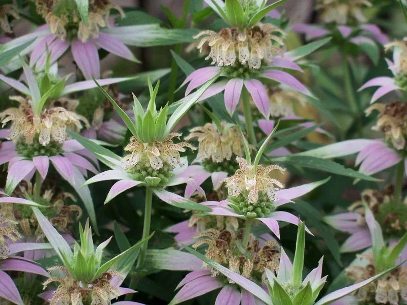 Spotted Bee Balm Live Plant - Monarda punctata Starter Plant for Gardens Spotted Bee Balm Live Plant - Monarda punctata Starter Plant for Gardens - Image 3