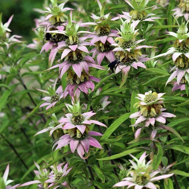 Spotted Bee Balm Live Plant - Monarda punctata Starter Plant for Gardens Spotted Bee Balm Live Plant - Monarda punctata Starter Plant for Gardens - Image 4