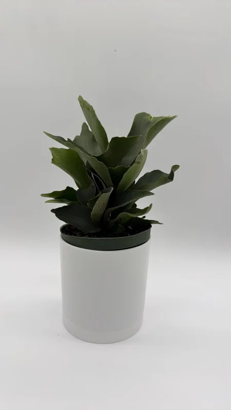 Staghorn Fern Live Plant – 6 inch Pot – Pet Friendly Indoor Outdoor Houseplant - Image 2