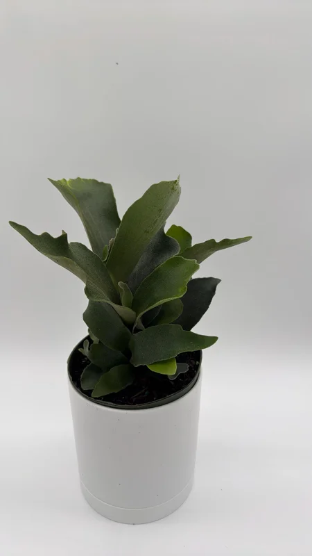 Staghorn Fern Live Plant – 6 inch Pot – Pet Friendly Indoor Outdoor Houseplant Staghorn Fern Live Plant – 6 inch Pot – Pet Friendly Indoor Outdoor Houseplant - Image 3