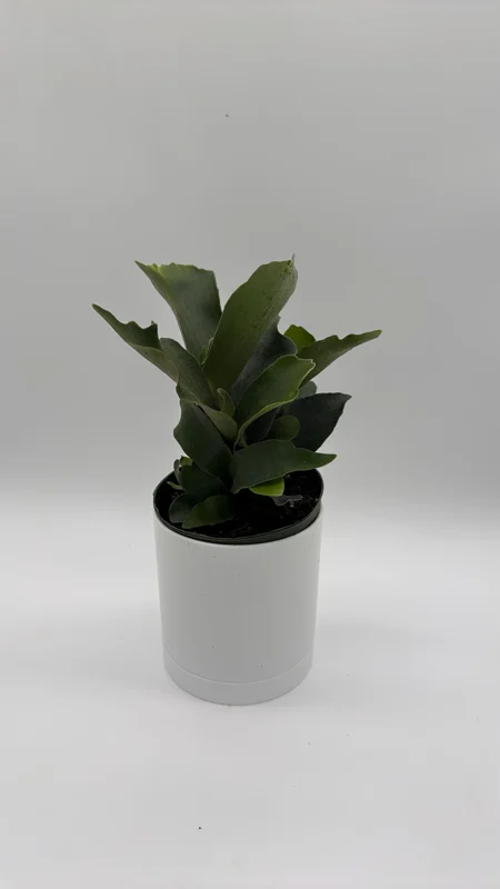 Staghorn Fern Live Plant – 6 inch Pot – Pet Friendly Indoor Outdoor Houseplant Staghorn Fern Live Plant – 6 inch Pot – Pet Friendly Indoor Outdoor Houseplant - Image 4