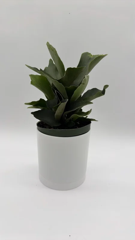 Staghorn Fern Live Plant – 6 inch Pot – Pet Friendly Indoor Outdoor Houseplant Staghorn Fern Live Plant – 6 inch Pot – Pet Friendly Indoor Outdoor Houseplant - Image 5