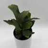 Staghorn Fern Live Plant – 6 inch Pot – Pet Friendly Indoor Outdoor Houseplant - Image 1