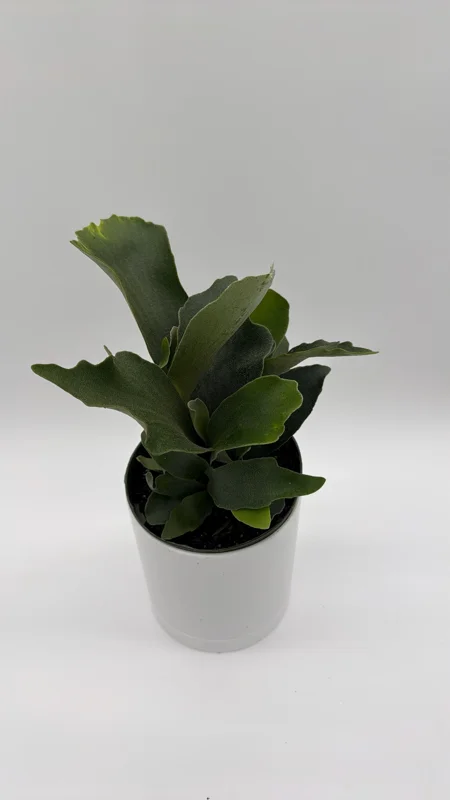 Staghorn Fern Live Plant – 6 inch Pot – Pet Friendly Indoor Outdoor Houseplant - Image 1