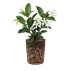 Star Confederate Jasmine Live Plant 4-8 Inches – Fragrant Climbing Vine for Outdoor - Image 1