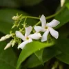 Star Jasmine Live Cuttings – 7 Unrooted 6 Inch Plants – Fragrant Outdoor Vine - Image 1