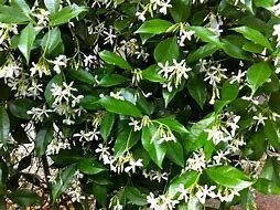 Star Jasmine Vine Live Plant - 1 Gallon Pot - Fragrant Climbing Outdoor Star Jasmine Vine Live Plant - 1 Gallon Pot - Fragrant Climbing Outdoor - Image 3