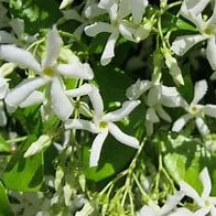 Star Jasmine Vine Live Plant - 1 Gallon Pot - Fragrant Climbing Outdoor Star Jasmine Vine Live Plant - 1 Gallon Pot - Fragrant Climbing Outdoor - Image 4