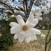Star Magnolia Live Plant – Fragrant White Blooms – 4 inch Pot – Outdoor Shrub Star Magnolia Live Plant – Fragrant White Blooms – 4 inch Pot – Outdoor Shrub - Image 1