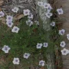 Starry Eyes Cupflower (Nierembergia gracilis) – Heat-Tolerant Perennial Live Plant – 1 Gallon - Image 1