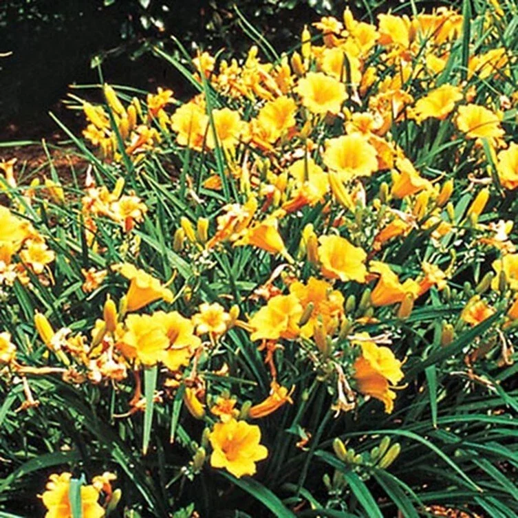 Stella de Oro Daylily Live Plant - Yellow Hemerocallis, 1 Rooted Flower Bush, 6-12 inch Stella de Oro Daylily Live Plant - Yellow Hemerocallis, 1 Rooted Flower Bush, 6-12 inch - Image 2
