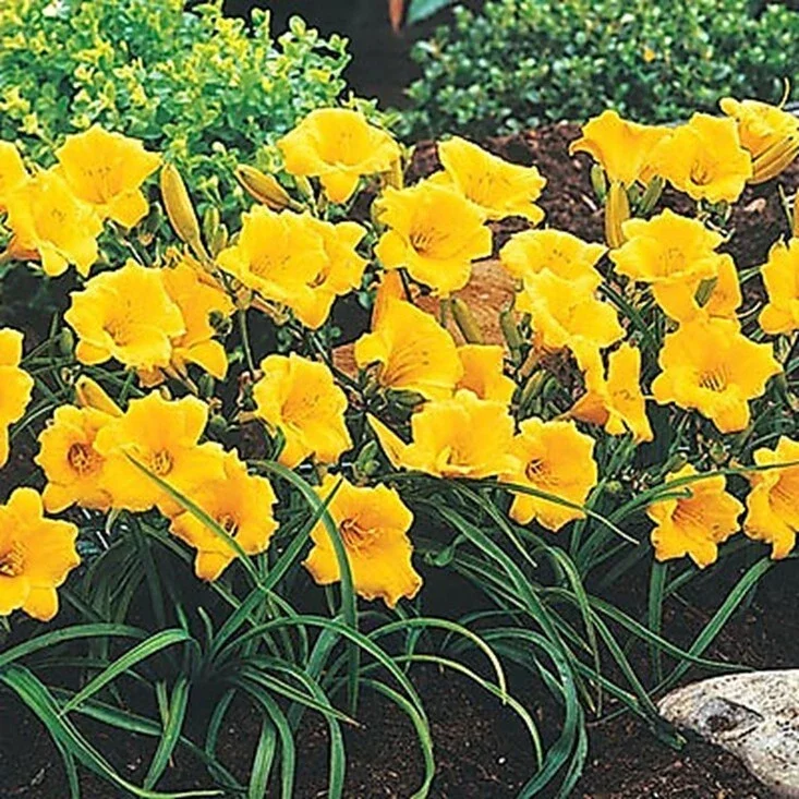 Stella de Oro Daylily Live Plant - Yellow Hemerocallis, 1 Rooted Flower Bush, 6-12 inch Stella de Oro Daylily Live Plant - Yellow Hemerocallis, 1 Rooted Flower Bush, 6-12 inch - Image 3