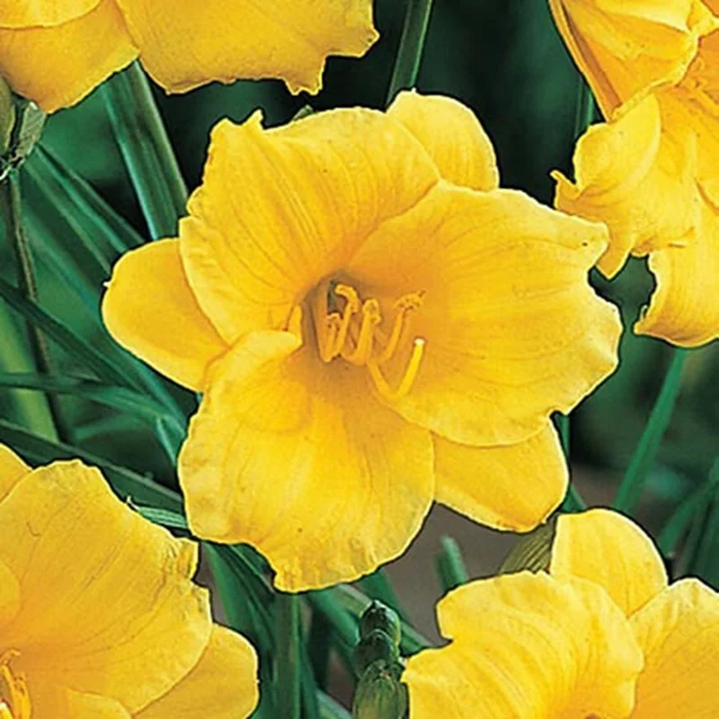 Stella de Oro Daylily Live Plant - Yellow Hemerocallis, 1 Rooted Flower Bush, 6-12 inch Stella de Oro Daylily Live Plant - Yellow Hemerocallis, 1 Rooted Flower Bush, 6-12 inch - Image 1