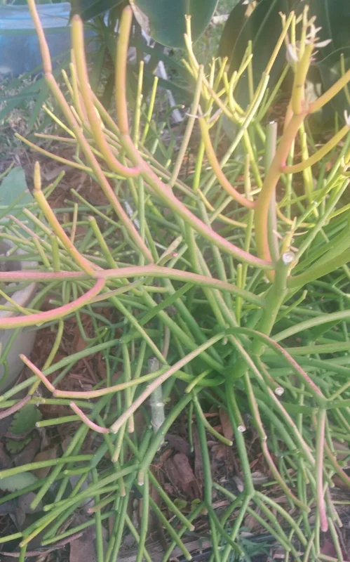 Sticks on Fire Pencil Cactus Succulent - 5 Fresh Cuttings, Euphorbia Tirucalli - Image 2