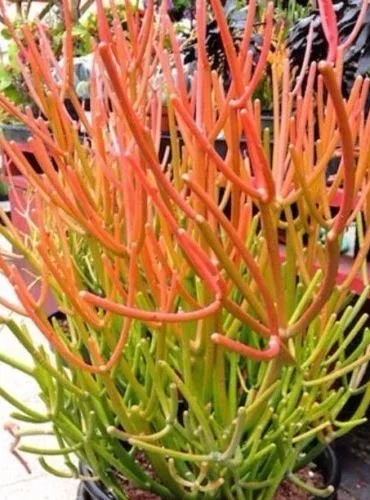Sticks on Fire Pencil Cactus Succulent - 5 Fresh Cuttings, Euphorbia Tirucalli - Image 1