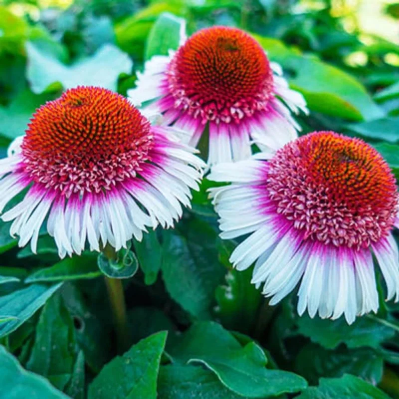 Strawberry & Cream Coneflower Seeds - 50 Count Echinacea Perennial - Image 2